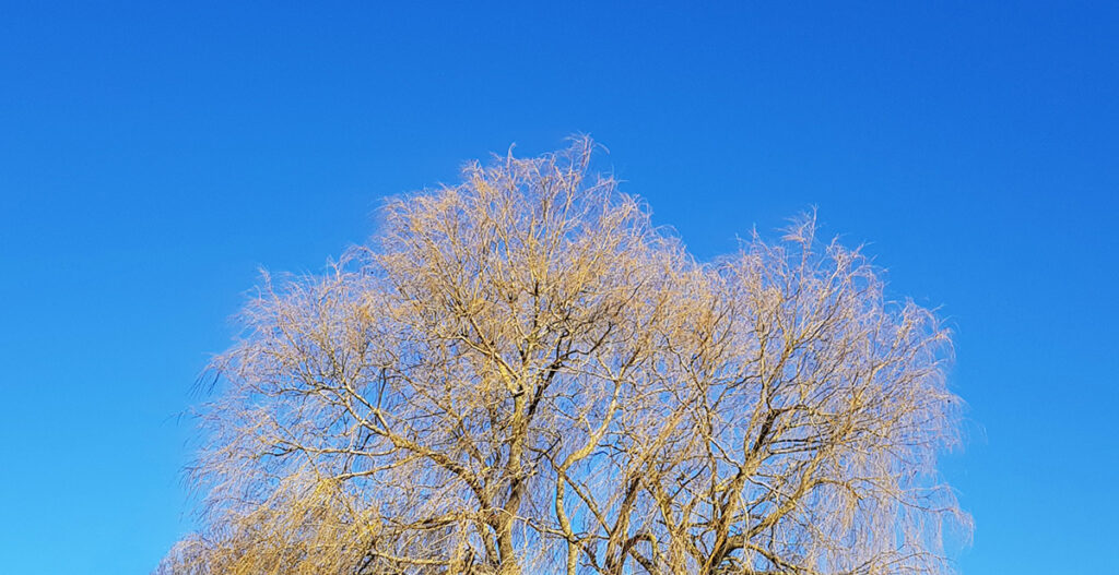 Blå himmel med gultonat grenverk i förgrunden.